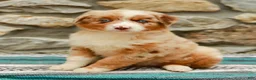 Australian Shepherd dogs for sale: Fern - Ad 6