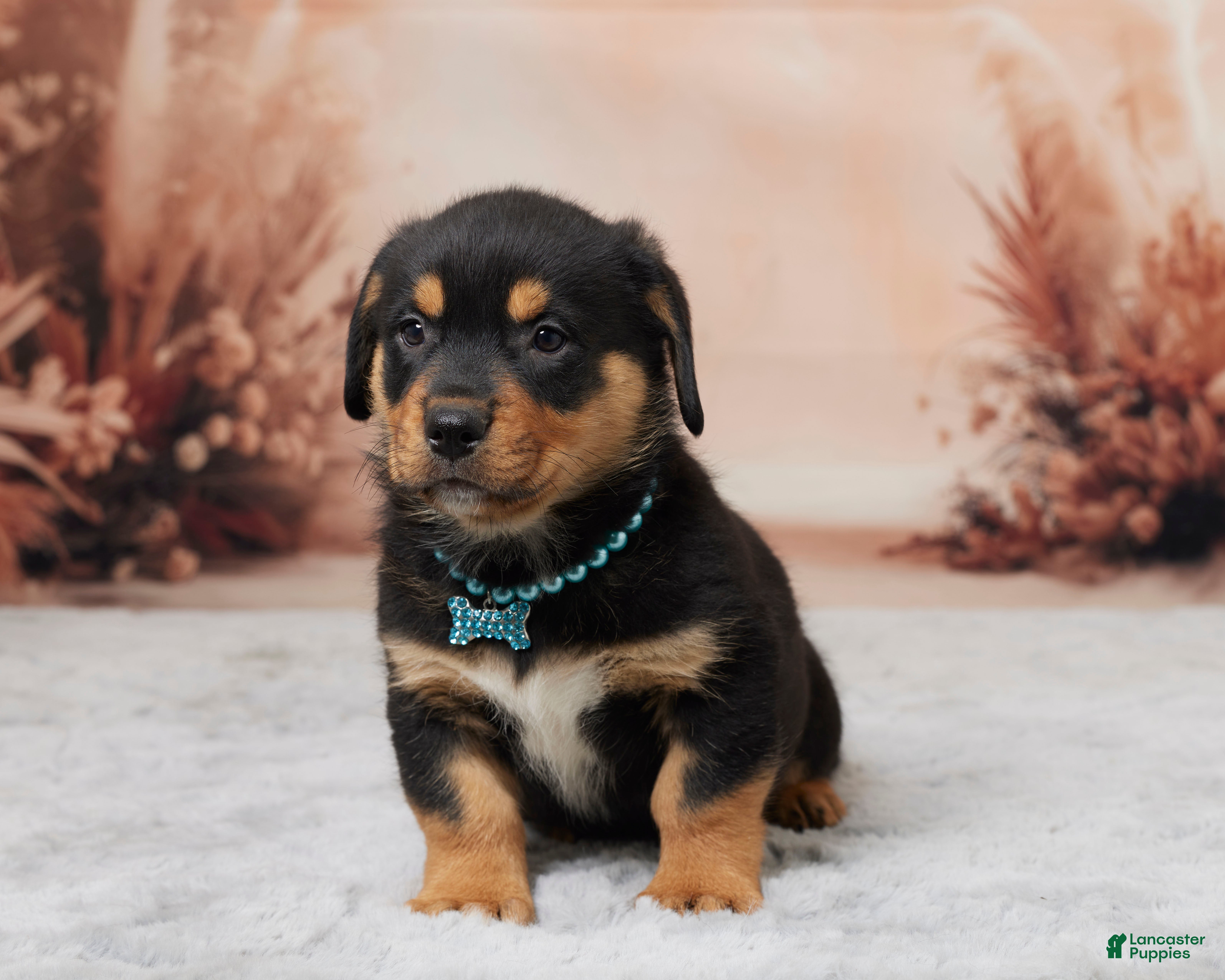 Rottweiler Puppies for sale under $500 in Ohio Lancaster Puppies