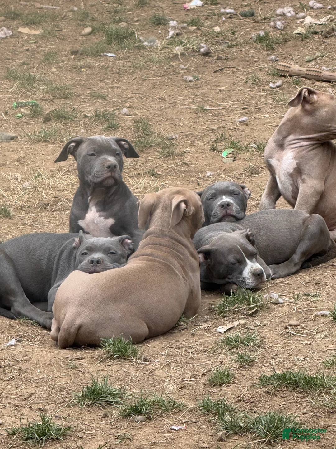 American Bully dogs for sale: Sky - Ad 2