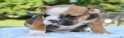 Mixed Breed dogs for sale: Bruno mini hybrid bulldog  - Ad 20