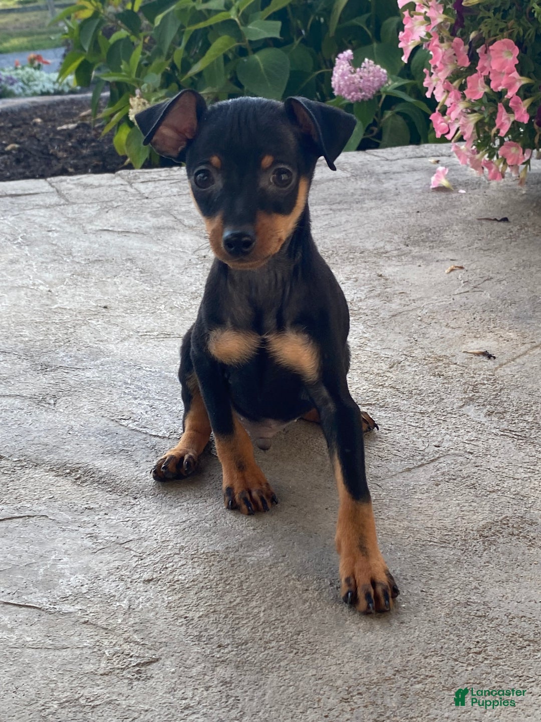 Doberman Puppies For Teacup Miniature Miniature Pinscher Dogs For