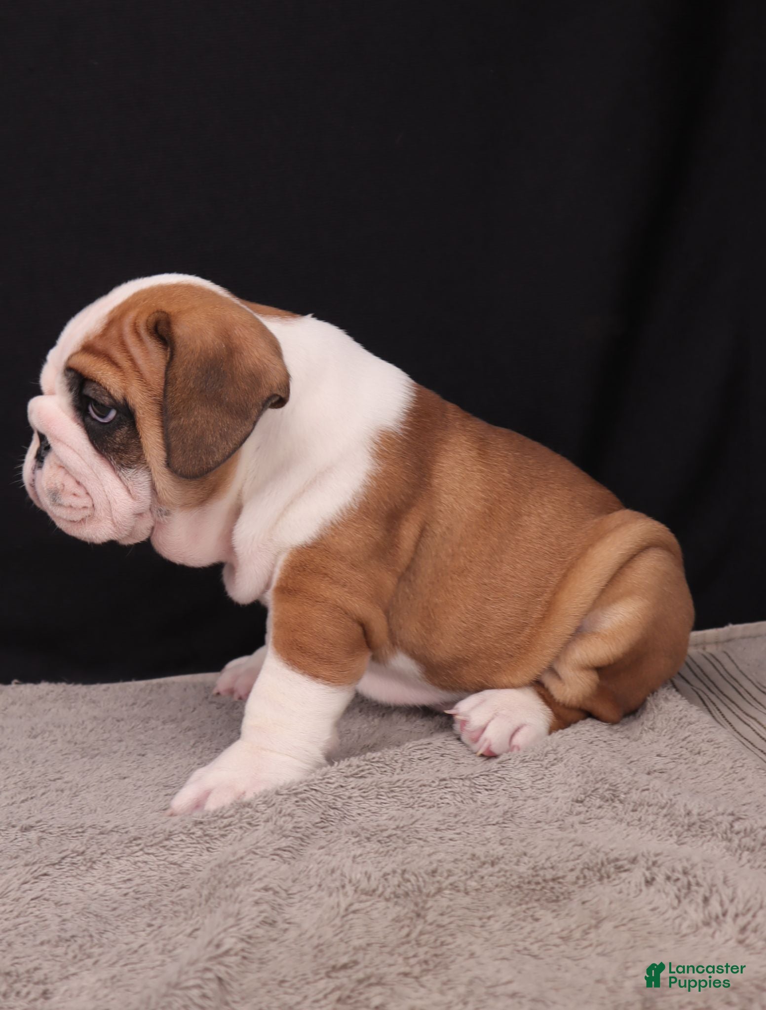 English Bulldog dogs Thor - Ad 2