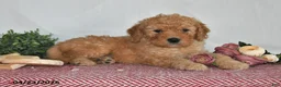 Goldendoodle dogs for sale: Marci - Ad 4