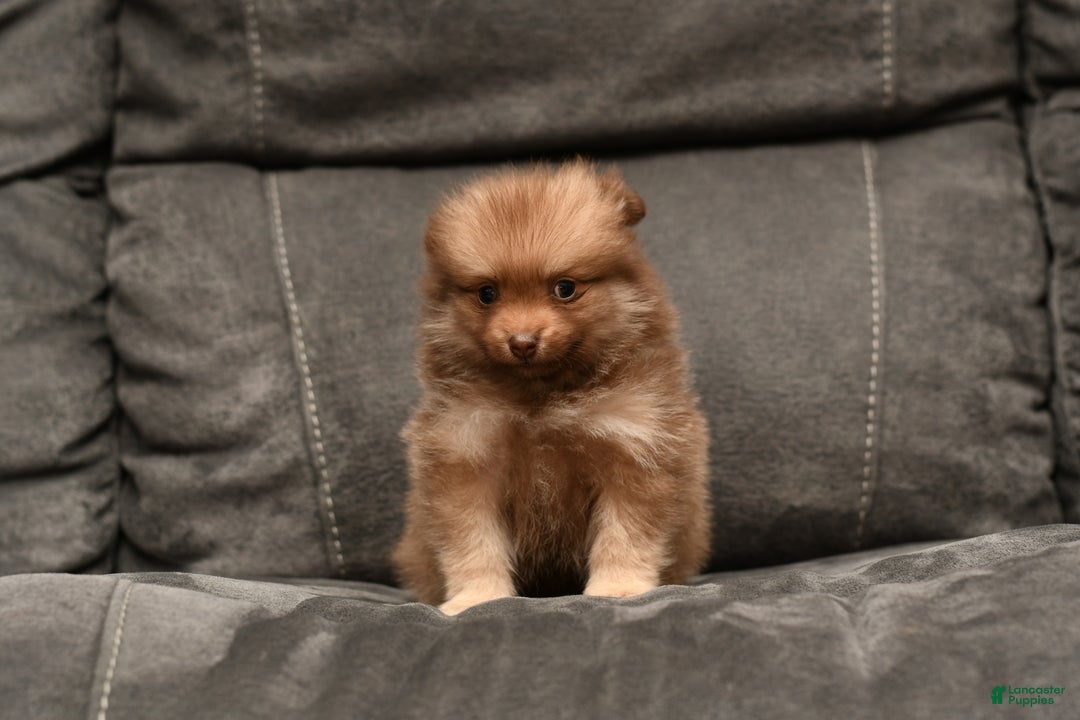 Pomeranian dogs for sale: Lucky - Ad 4