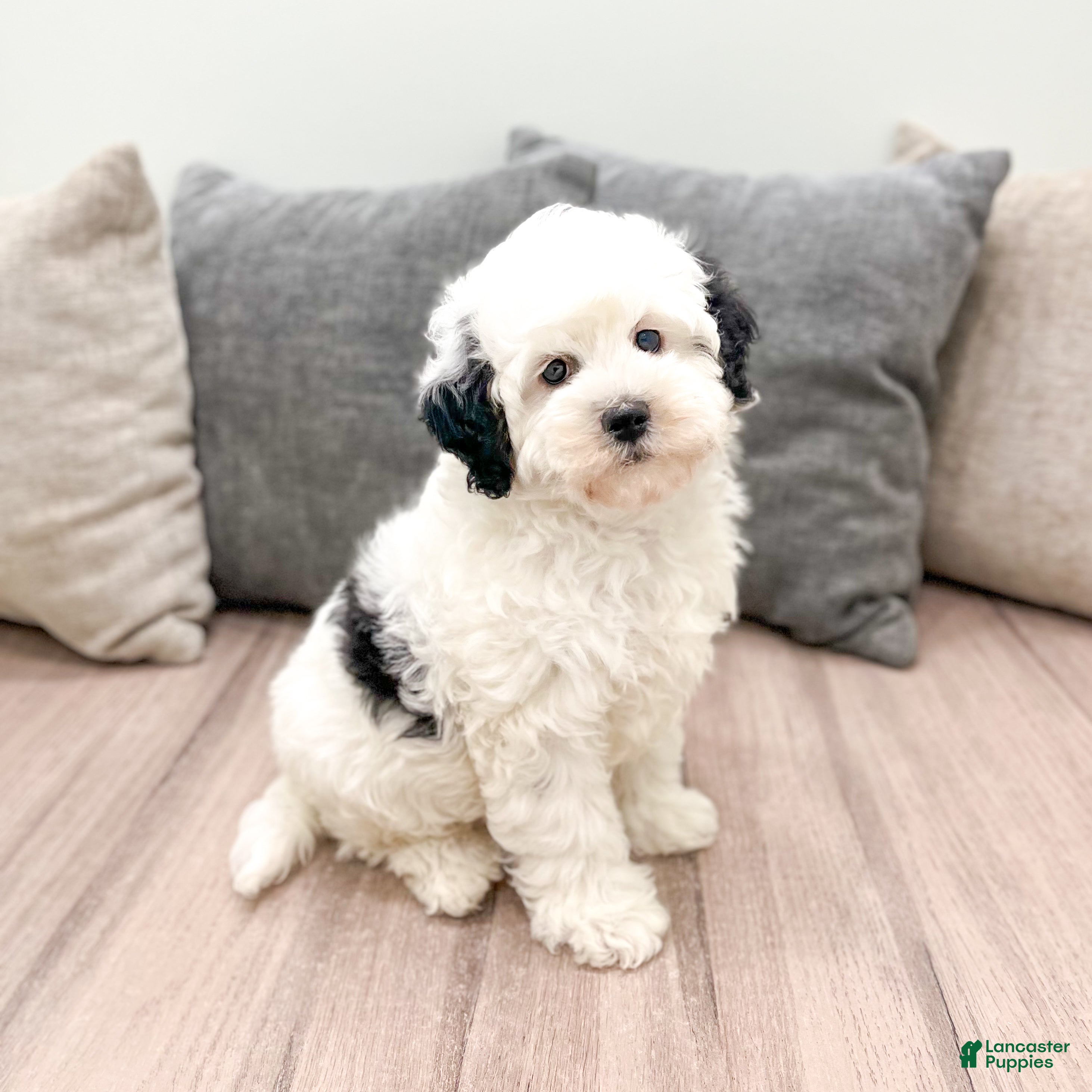 Mixed Breed dogs Starlite - Ad 1