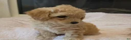 Maltipoo dogs for sale: Nora - Ad 8