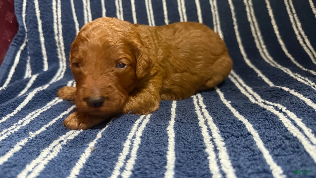 Goldendoodle dogs for sale: 💚 Mr. Green - Ad 2