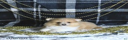 Pomeranian dogs for sale: Riena GENETIC TESTED - Ad 5