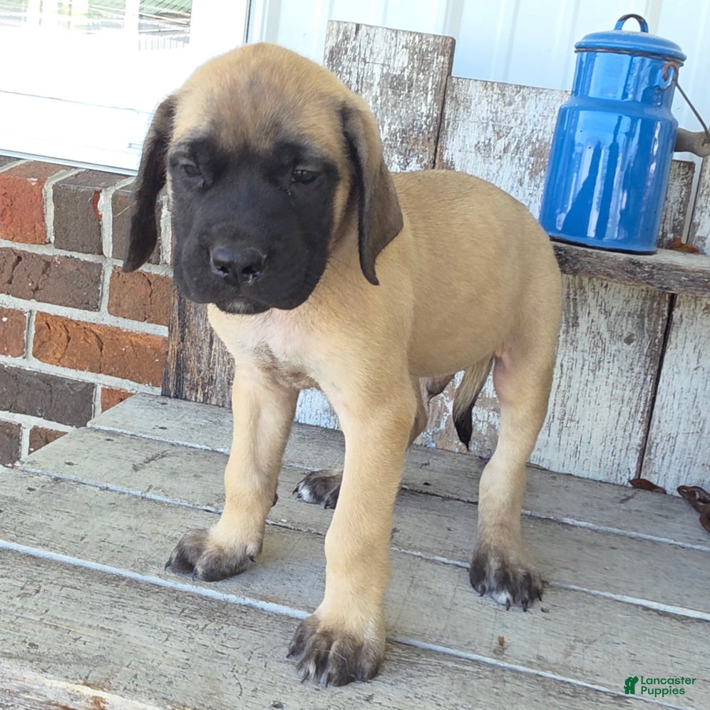 English Mastiff dogs Jesse - Ad 1