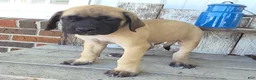 English Mastiff dogs for sale: Jesse - Ad 1