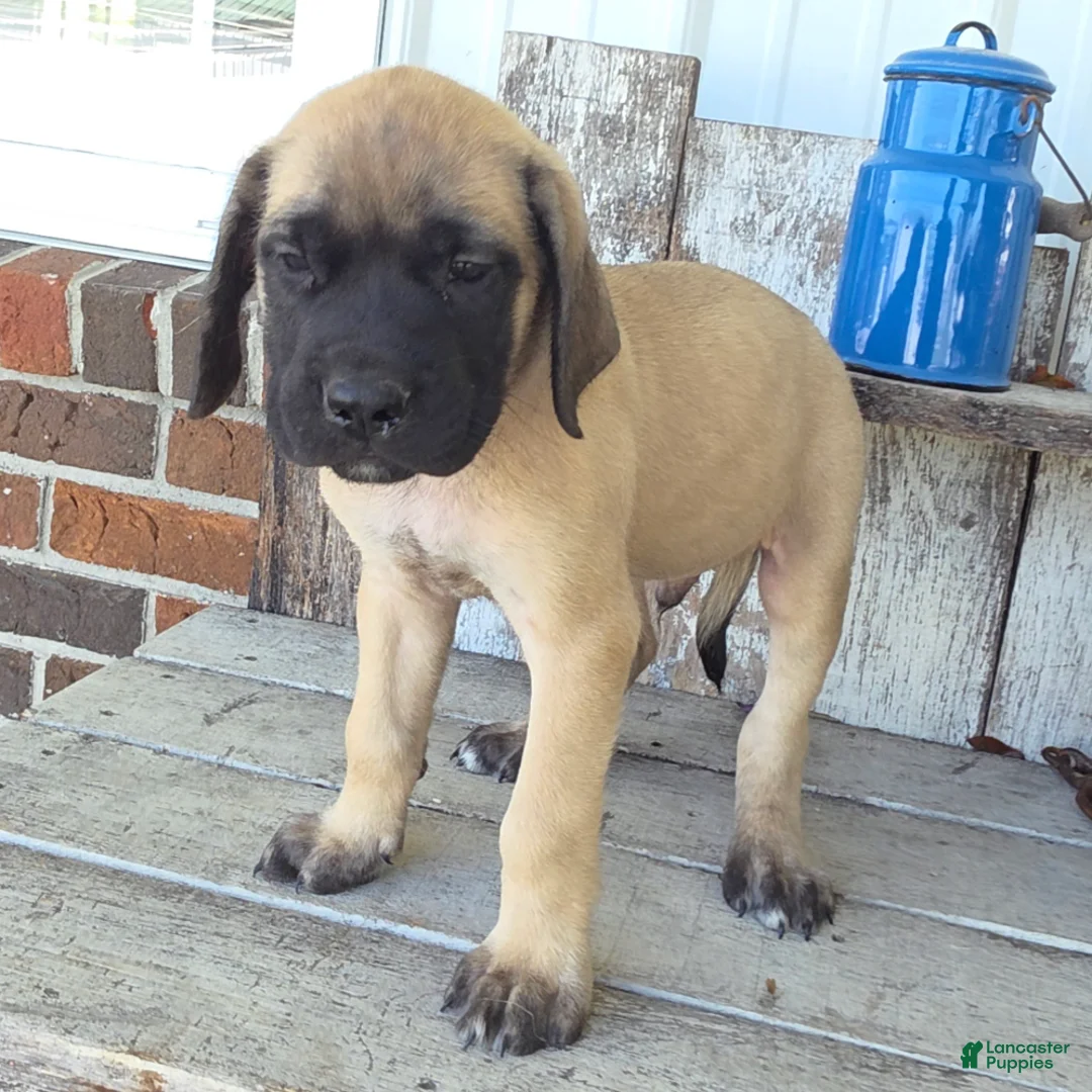 English Mastiff dogs for sale: Jesse - Ad 1