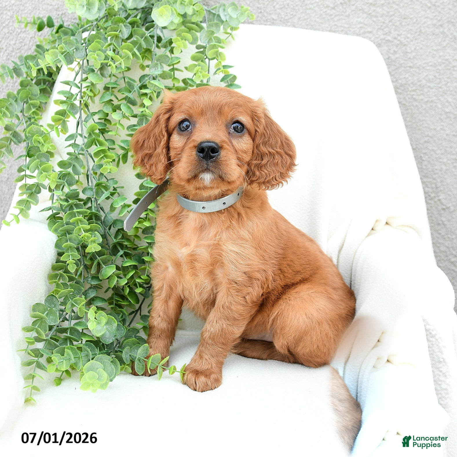 Miniature Golden Retriever dogs Sonny  - Ad 1