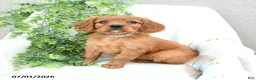 Miniature Golden Retriever dogs for sale: Sonny  - Ad 3