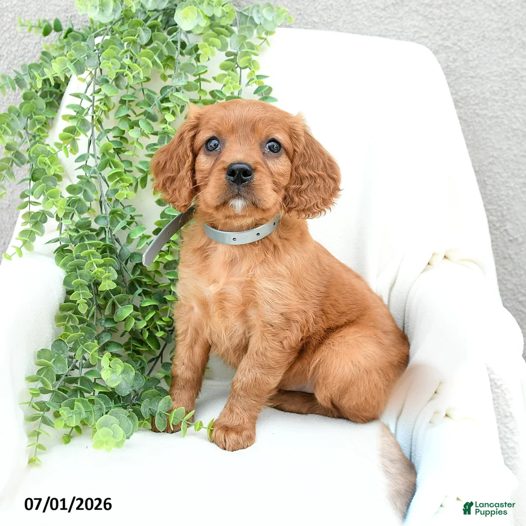 Miniature Golden Retriever dogs for sale: Sonny  - Ad 3