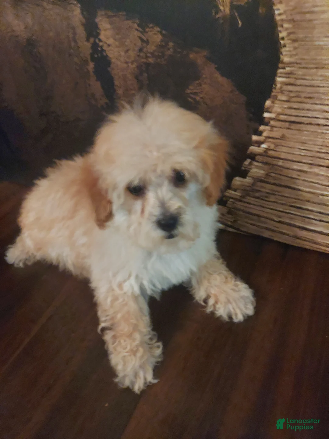 Yorkiepoo dogs for sale: Bark - Ad 3