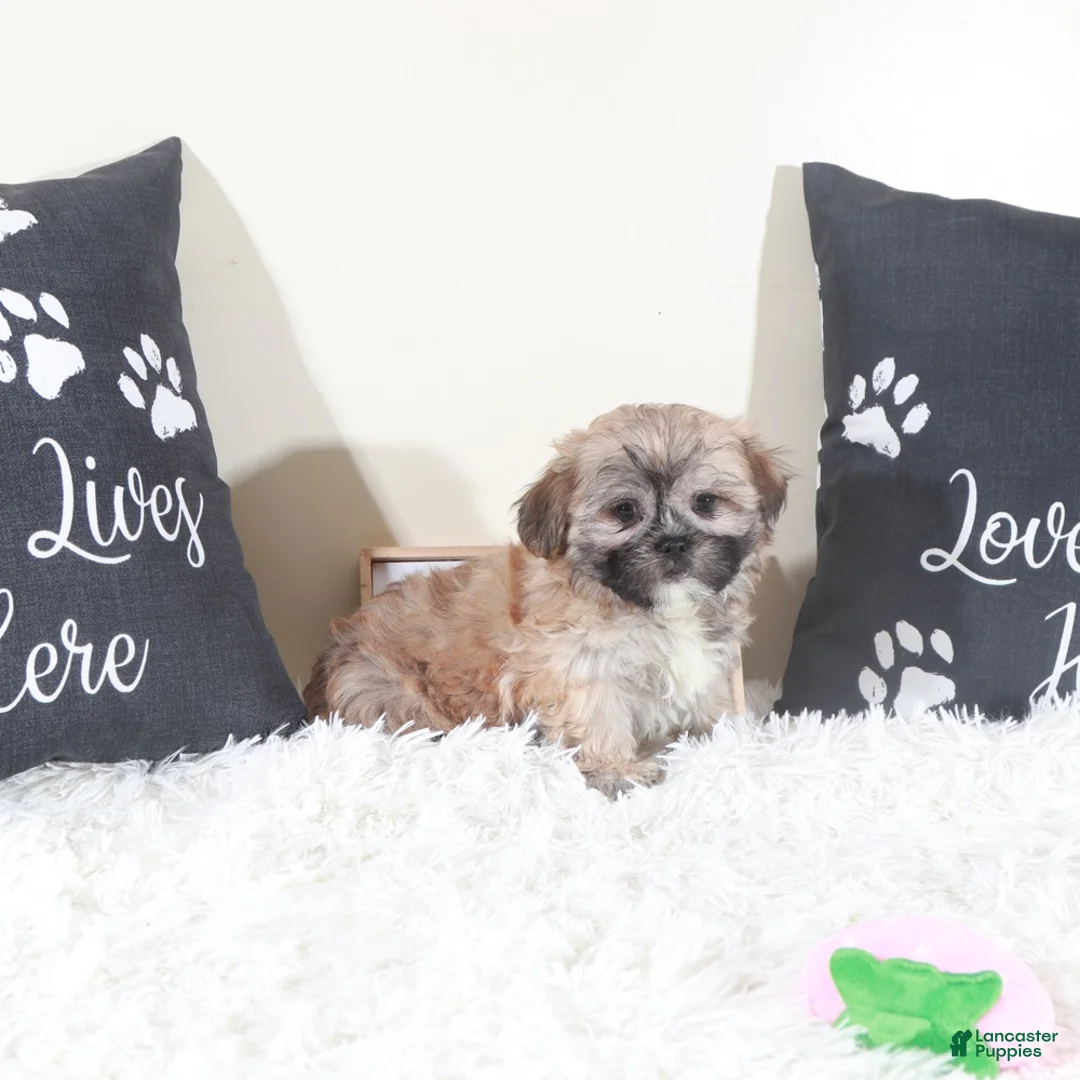 Teddy Bear dogs for sale: Teddy Bear Sophie - Ad 2