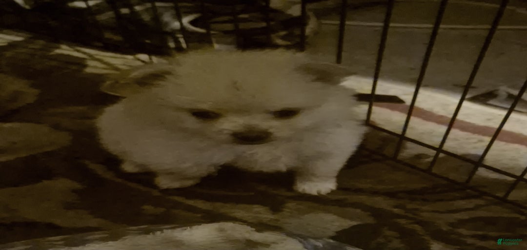 Gallery Image {{count}}