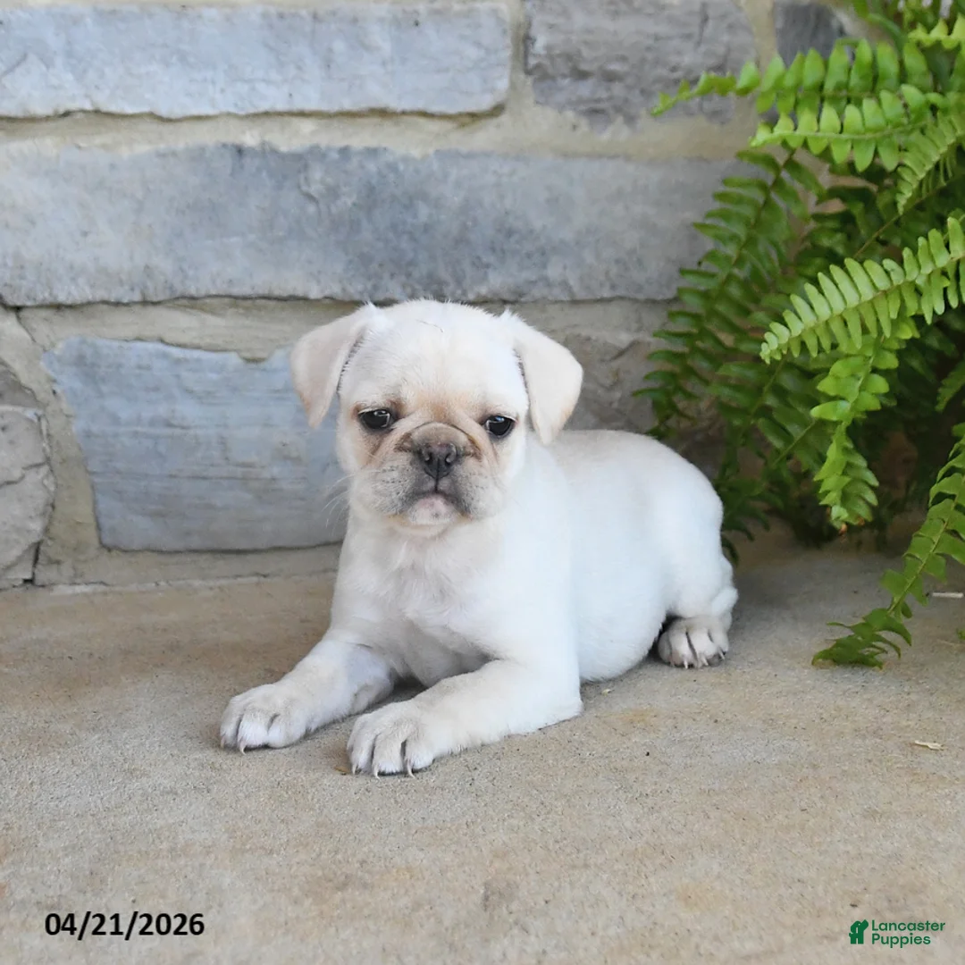 Frug dogs for sale: Honey - Ad 2