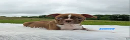 Boston Terrier dogs for sale: Emory - Ad 7