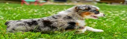 Mini Aussiedoodle dogs for sale: Gavin - Ad 8