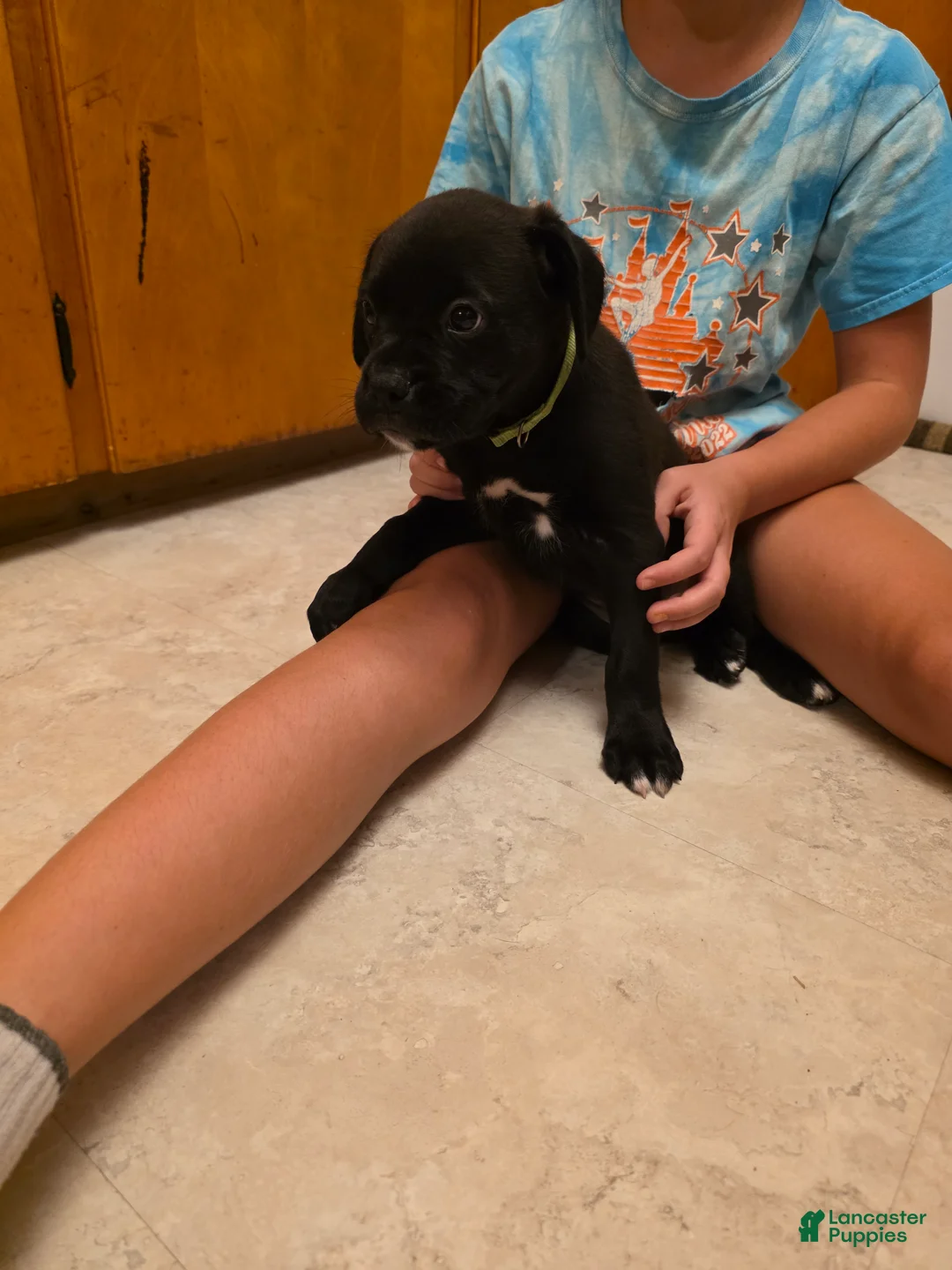 Boxer dogs for sale: Ziggy - Ad 2