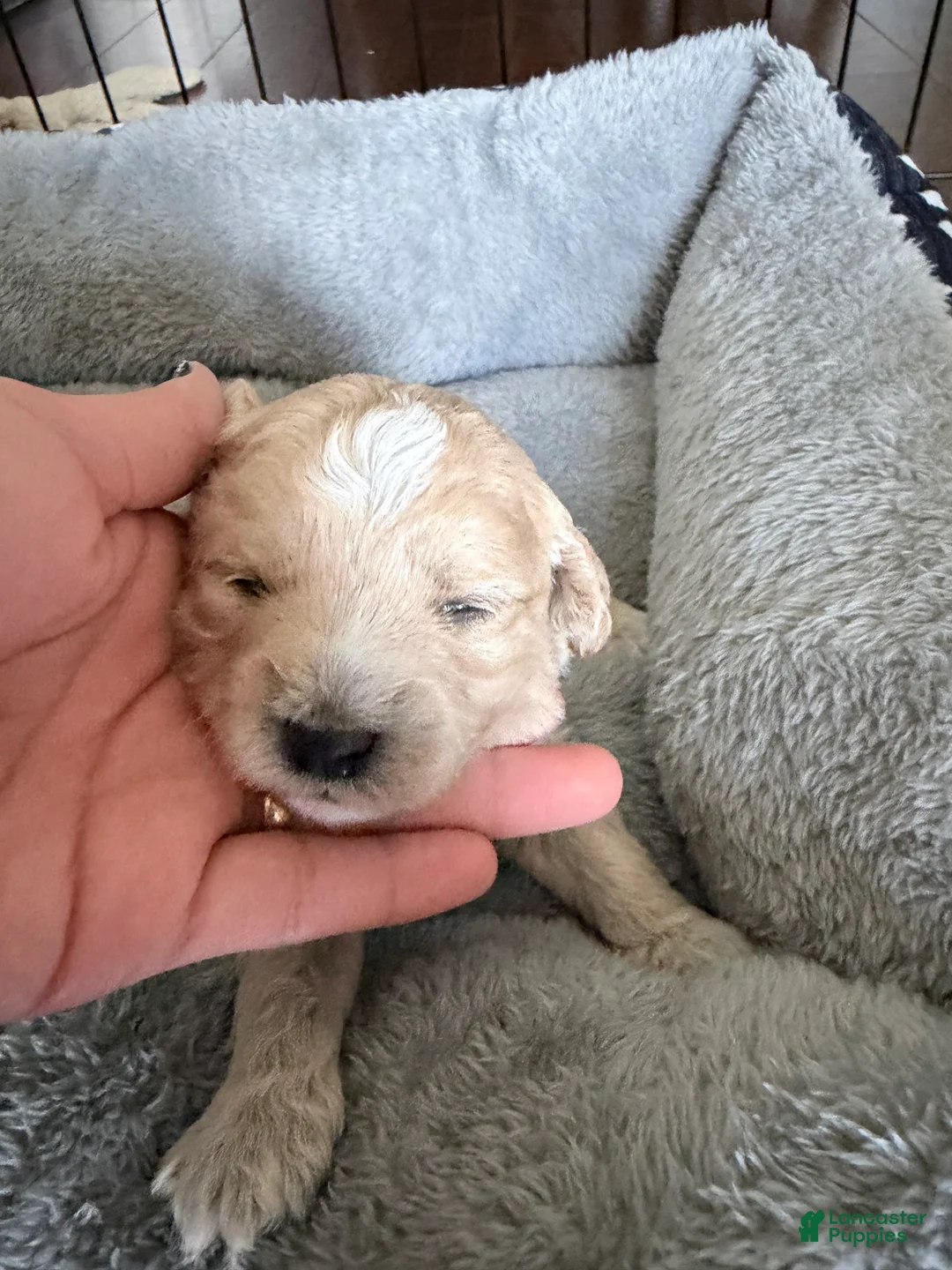 Toy Poodle dogs for sale: Brownie - Ad 1