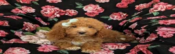 Mini Goldendoodle dogs for sale: Daisy Hypoallergenic - Ad 5
