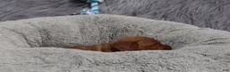 Mini Goldendoodle dogs for sale: Mason 💙 GenClearParents - Ad 9