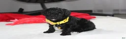 Yorkiepoo dogs for sale: Rocky - Ad 9