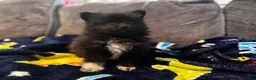Pomeranian dogs for sale: Tater tot  - Ad 3