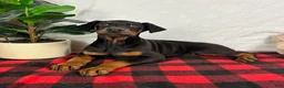 Doberman Pinscher dogs for sale: Duke - Ad 5