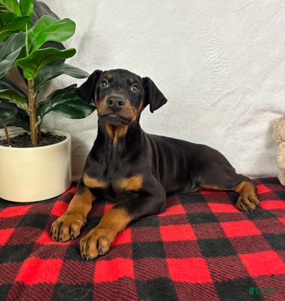 Doberman Pinscher dogs for sale: Duke - Ad 5
