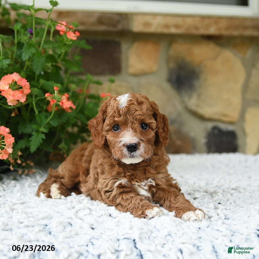 Cavapoo dogs William - Ad 1