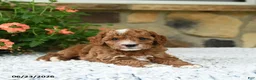 Cavapoo dogs for sale: William - Ad 4