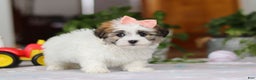 Havanese dogs for sale: Faith - Ad 5