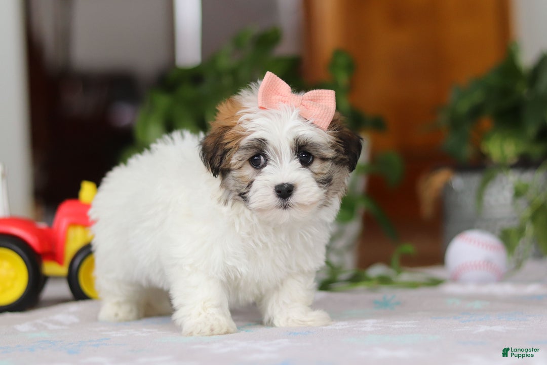 Havanese dogs for sale: Faith - Ad 5