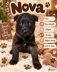 Belgian Malinois dogs for sale: Nova - Ad 30