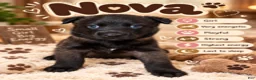 Belgian Malinois dogs for sale: Nova - Ad 1