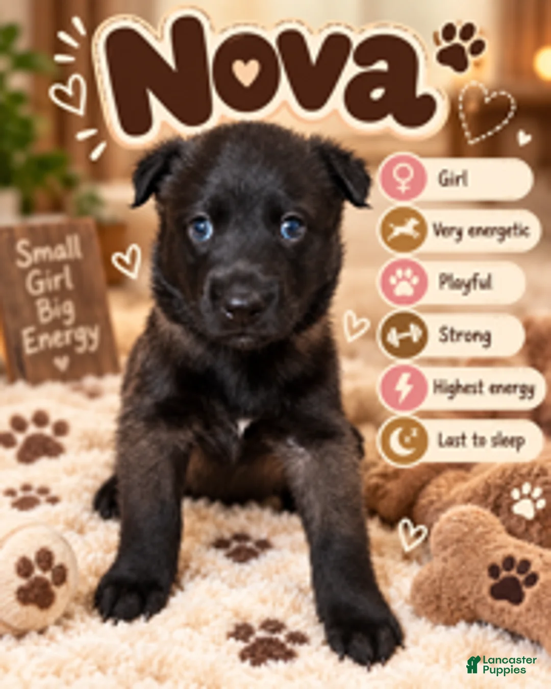 Belgian Malinois dogs for sale: Nova - Ad 1