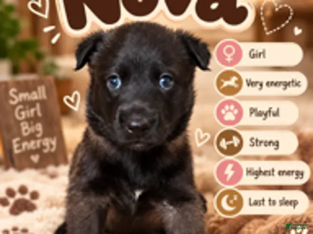Belgian Malinois dogs for sale: Nova - Ad 30