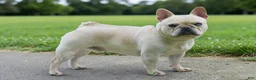 French Bulldog dogs for sale: Frosty - Ad 1