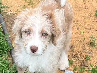 Aussiedoodle dogs for sale: Buckle - Ad 1