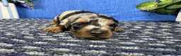 Miniature Dachshund dogs for sale: Miniature Dachshund 4 - Ad 3