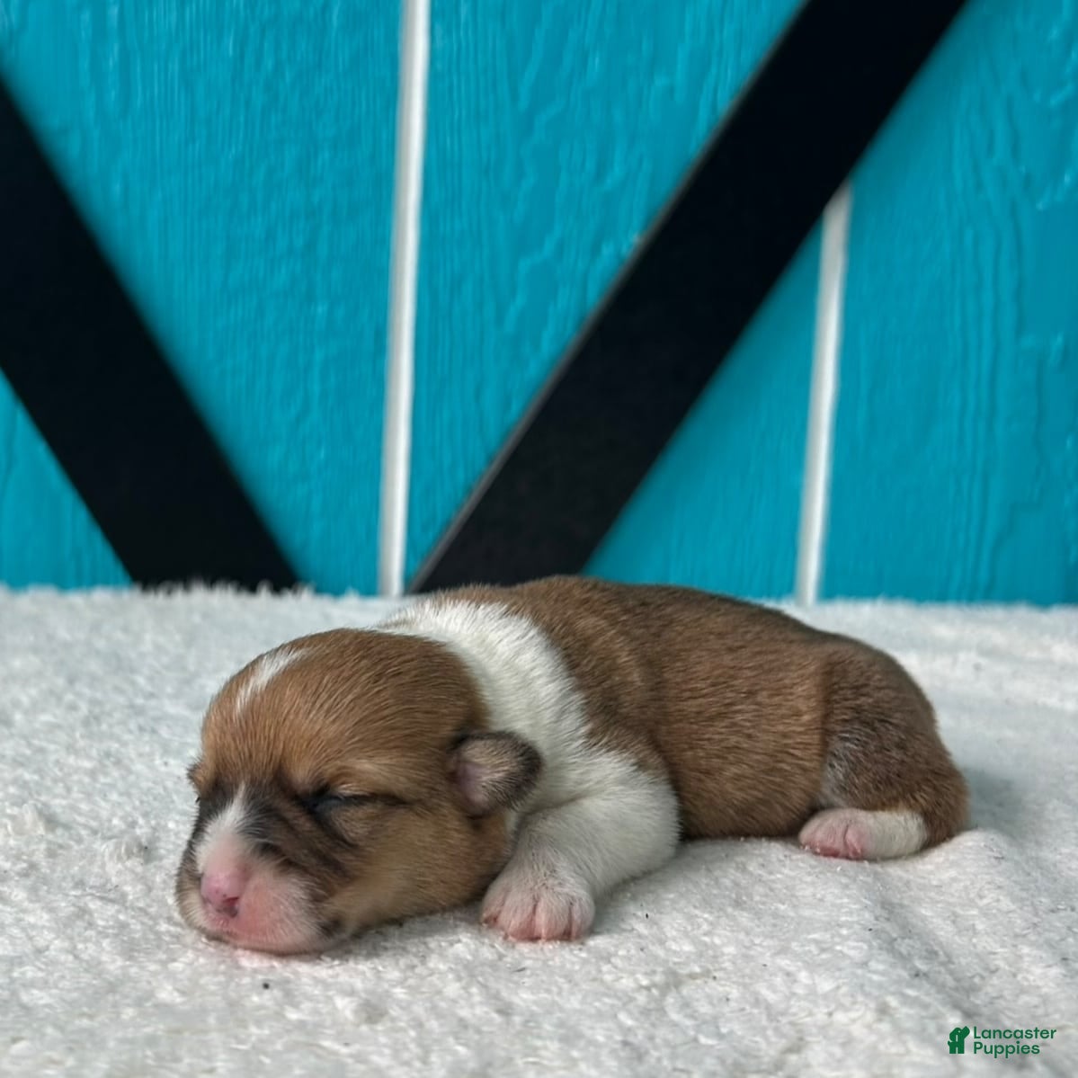 Welsh Corgi Pembroke dogs Jenny Welsh Corgi Pembroke Puppy  - Ad 1