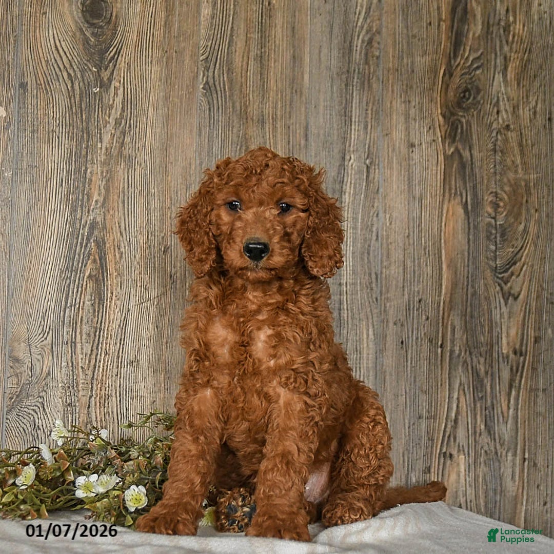 Goldendoodle dogs for sale: Eddie - Ad 1