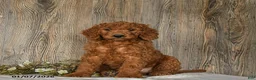 Goldendoodle dogs for sale: Eddie - Ad 1