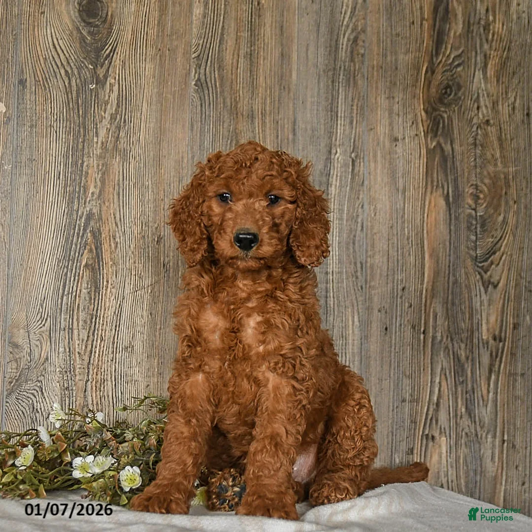 Goldendoodle dogs for sale: Eddie - Ad 1