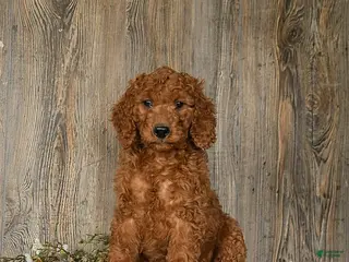 Goldendoodle dogs Eddie - Ad 26