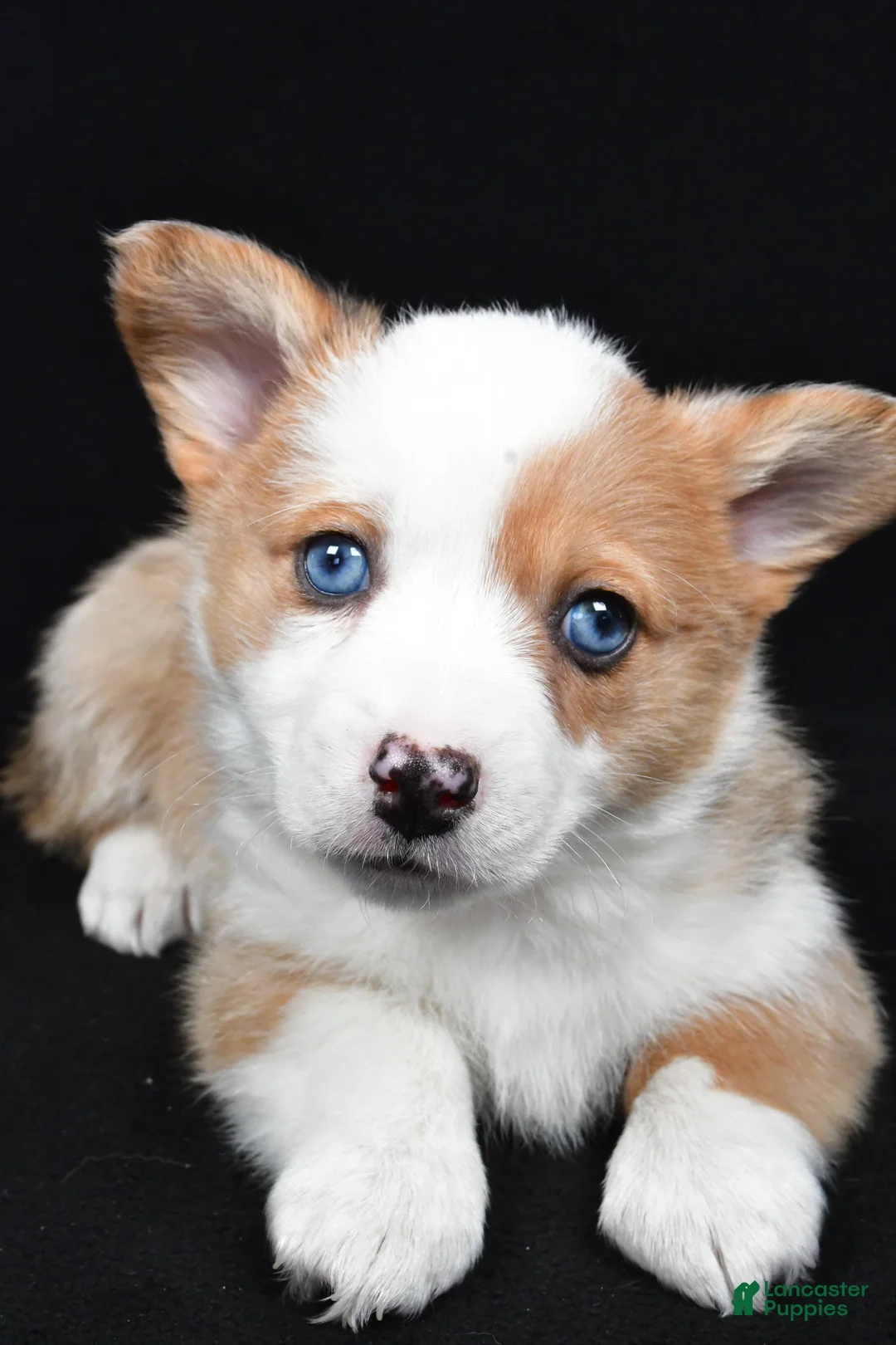 Welsh Corgi Pembroke dogs for sale: Chloe - Ad 2