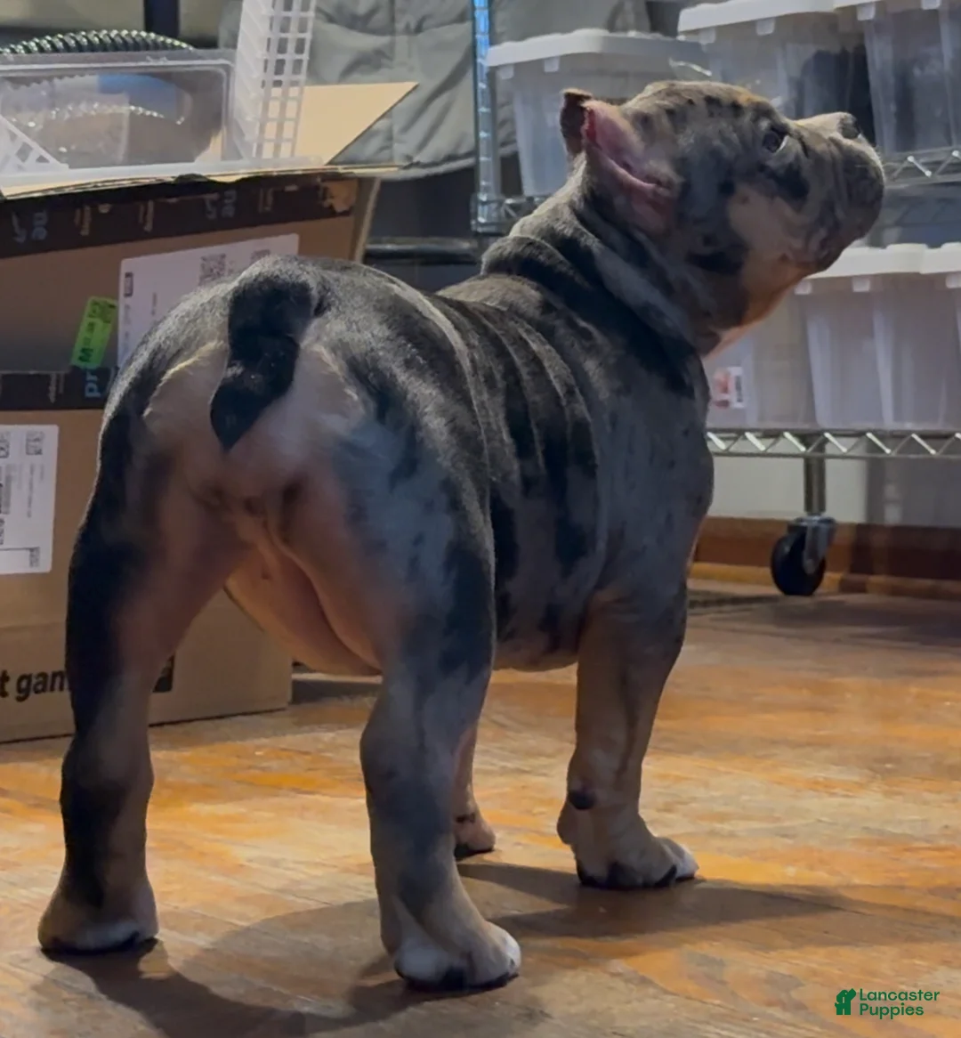 American Bully dogs for sale: American Bully Puppy 1 - Ad 8
